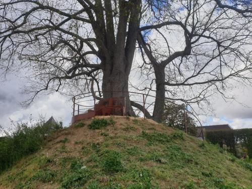 banc autour d'un arbre Chateau de Pizay 7